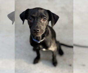 Chihuahua-Unknown Mix Dogs for adoption in Oakley , CA, USA