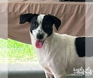 Jack Russell Terrier-Unknown Mix Dogs for adoption in Washington, DC, USA
