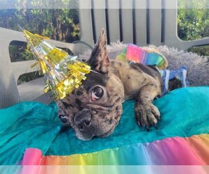French Bulldog Dogs for adoption in Fair Oaks, CA, USA