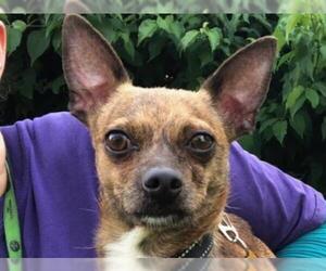 Chihuahua Dogs for adoption in Millersville, MD, USA