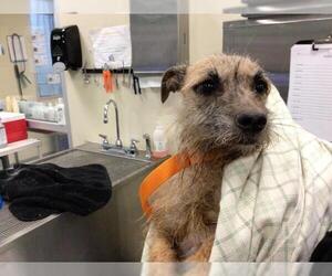 Mutt Dogs for adoption in Riverside, CA, USA