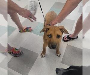 Mutt Dogs for adoption in Oklahoma City, OK, USA