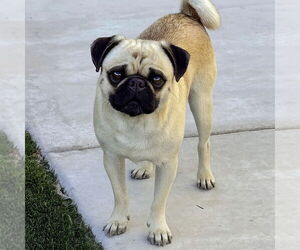 Pug Dogs for adoption in Vail, AZ, USA