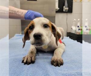 Labbe Dogs for adoption in Mobile, AL, USA