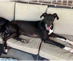 Great Dane Dogs for adoption in Bullard, TX, USA