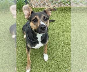 German Shepherd Dog-Unknown Mix Dogs for adoption in Fayetteville, NC, USA