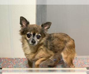 Chihuahua Dogs for adoption in Guthrie, OK, USA