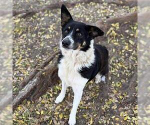 Australian Shepherd-Unknown Mix Dogs for adoption in Conroe, TX, USA