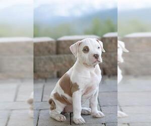 Staffordshire Bull Terrier-Unknown Mix Dogs for adoption in Belleville, IL, USA