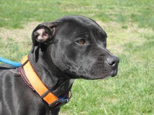 Boston Terrier-Labrador Retriever Mix Dogs for adoption in Richfield, WI, USA