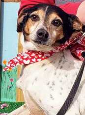Rat Terrier Dogs for adoption in Conway, AR, USA