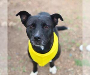American Staffordshire Terrier-Unknown Mix Dogs for adoption in San Antonio, TX, USA