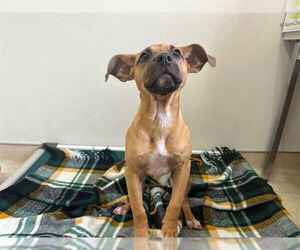 Treeing Walker Coonhound-Unknown Mix Dogs for adoption in McKinleyville, CA, USA