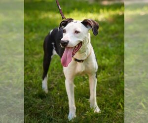 Borador Dogs for adoption in Mt. Laurel, NJ, USA