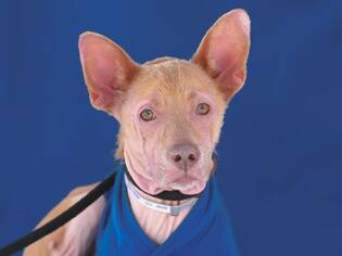 Cardigan Welsh Corgi Dogs for adoption in Pasadena, CA, USA