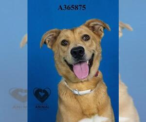 Border Collie-Unknown Mix Dogs for adoption in Stockton, CA, USA