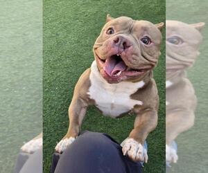 Bulldog-Unknown Mix Dogs for adoption in Sacramento, CA, USA
