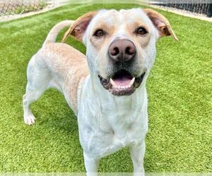 Labrador Retriever-Unknown Mix Dogs for adoption in Raleigh, NC, USA