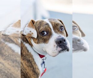 Mutt Dogs for adoption in Oak Bluffs, MA, USA