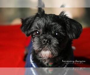 Shih Tzu Dogs for adoption in Nashville, TN, USA