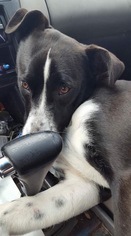 Borador Dogs for adoption in Montpelier, VT, USA