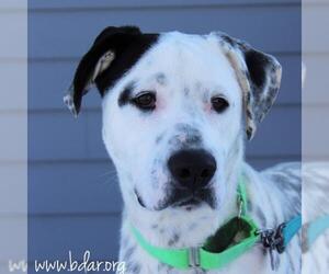 Dalmatian Dogs for adoption in Cheyenne, WY, USA