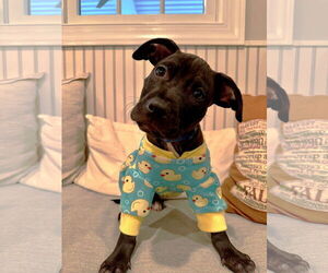 American Pit Bull Terrier-Unknown Mix Dogs for adoption in Rockaway, NJ, USA