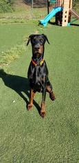 Doberman Pinscher Dogs for adoption in Winder, GA, USA