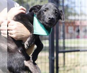 Border Collie-Unknown Mix Dogs for adoption in San Antonio, TX, USA