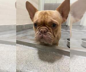 French Bulldog Dogs for adoption in Upland, CA, USA