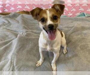 Jack Chi Dogs for adoption in Agoura Hills, CA, USA