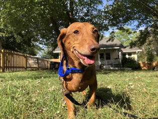 Dachshund Dogs for adoption in Asheville, NC, USA