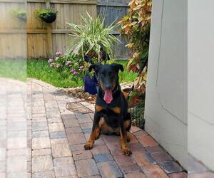 Beauceron Dogs for adoption in Fort Lauderdale, FL, USA