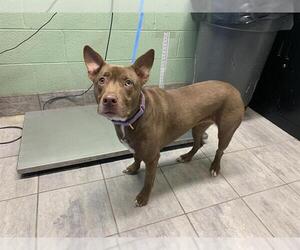 American Staffordshire Terrier-Siberian Husky Mix Dogs for adoption in Grand Prairie, TX, USA