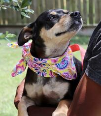 Dachshund-Unknown Mix Dogs for adoption in Sugar Land, TX, USA