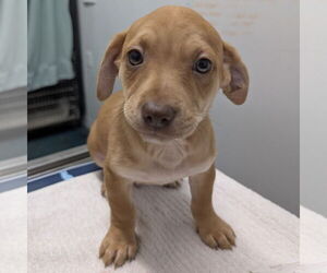 American Staffordshire Terrier-Unknown Mix Dogs for adoption in Chico, CA, USA