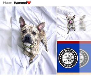 Staffordshire Bull Terrier-Unknown Mix Dogs for adoption in Akron, OH, USA