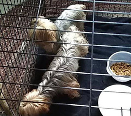 Medium Photo #1 Mutt Puppy For Sale in Spring, TX, USA