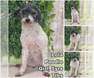 Mutt Dogs for adoption in Seattle, WA, USA