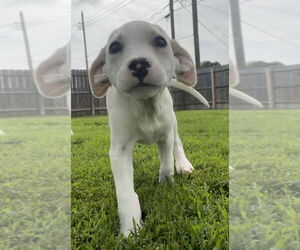 Huskies -Labrador Retriever Mix Dogs for adoption in Aurora, IN, USA