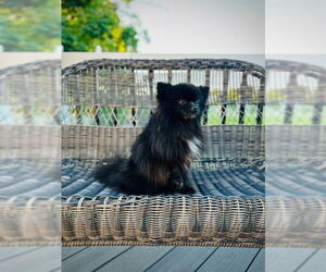 Pomeranian Dogs for adoption in Ogden, UT, USA