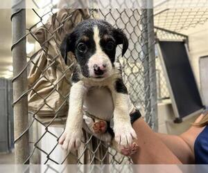 Border Collie-Unknown Mix Dogs for adoption in Ocala, FL, USA