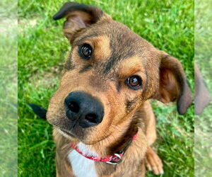 Coonhound-Unknown Mix Dogs for adoption in Jefferson, WI, USA