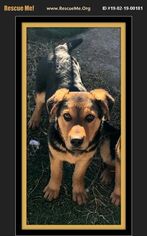 Shepradors Dogs for adoption in Cave Creek, AZ, USA