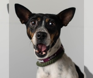 Medium Photo #1 Rat Terrier-Unknown Mix Puppy For Sale in Minneapolis, MN, USA