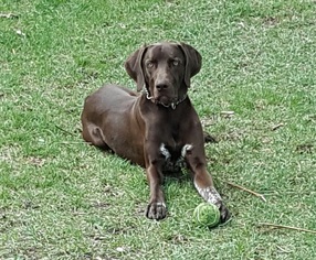 German Shorthaired Weimaraner Dogs for adoption in Minneapolis, MN, USA