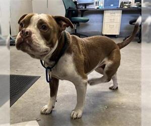 Mutt Dogs for adoption in Camarillo, CA, USA
