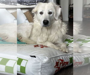 Great Pyrenees-Unknown Mix Dogs for adoption in Pacifica, CA, USA