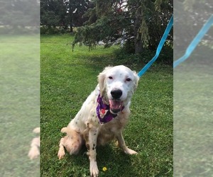 English Setter Dogs for adoption in Fargo, ND, USA