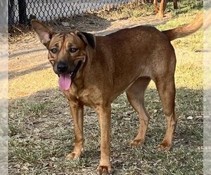 Labloodhound Dogs for adoption in Sugar Land, TX, USA